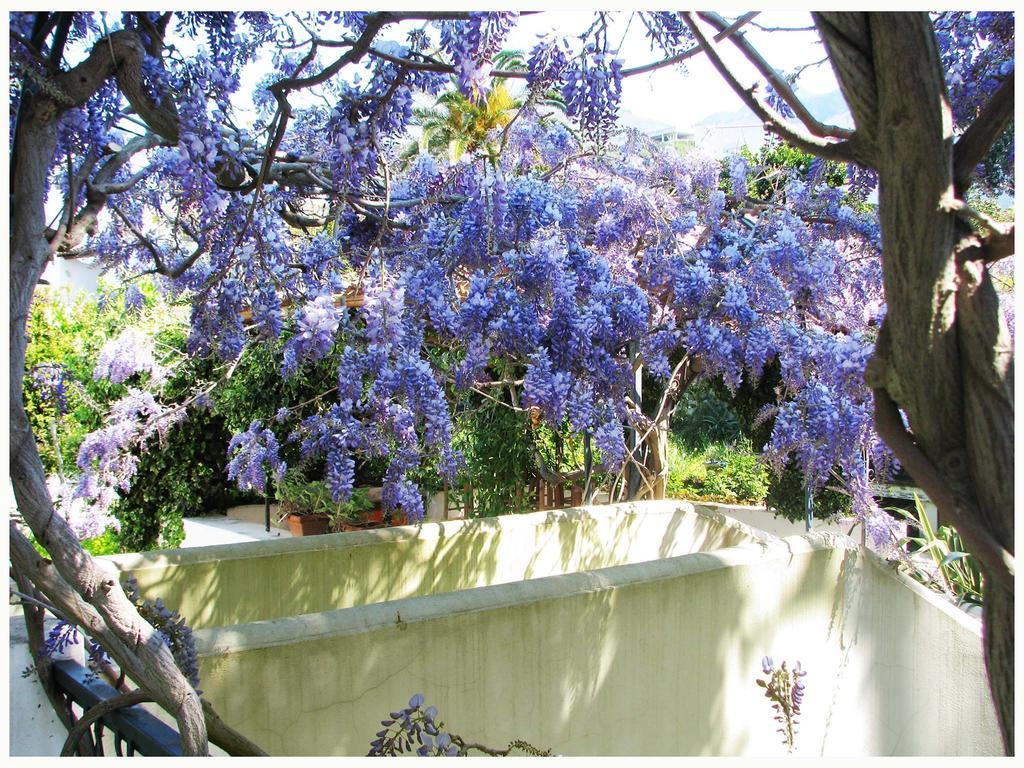 B&B La Salamandra Kitchengarden Forio di Ischia 외부 사진