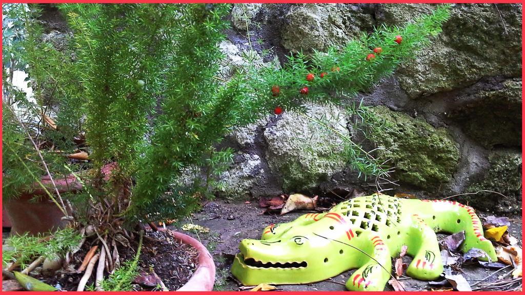 B&B La Salamandra Kitchengarden Forio di Ischia 외부 사진