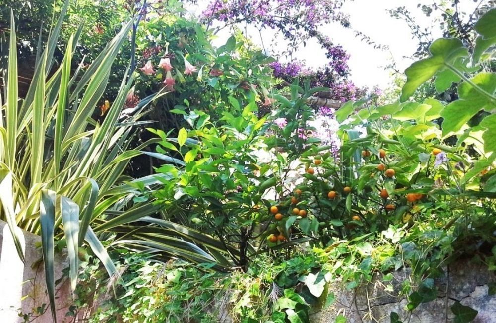 B&B La Salamandra Kitchengarden Forio di Ischia 외부 사진